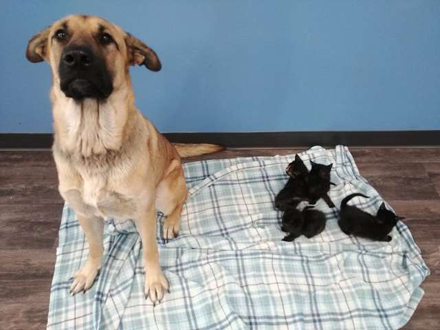 Illustration de l'article : Un chien met sa vie en jeu pour sauver des chatons ensevelis sous la neige !